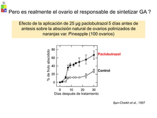 Be
Pero es realmente el ovario el responsable de sintetizar GA ?
Paclobutrazol
Control
n-Cheikh et al., 1997
%
de
fruto
abscidido
Días después de tratamiento
Efecto de la aplicación de 25 µg paclobutrazol 5 días antes de
antesis sobre la abscisión natural de ovarios polinizados de
naranjas var. Pineapple (100 ovarios)
 