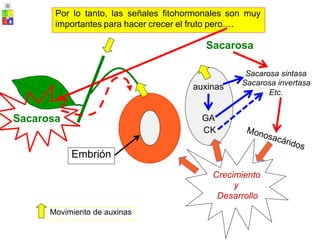 Sacarosa
Sacarosa sintasa
Sacarosa invertasa
Etc.
auxinas
Sacarosa GA
CK
Crecimiento
y
Desarrollo
Movimiento de auxinas
Embrión
Por lo tanto, las señales fitohormonales son muy
importantes para hacer crecer el fruto pero….
 