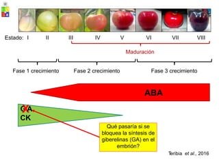 Estado: I II III IV V VI VII VIII
Maduración
Fase 1 crecimiento Fase 2 crecimiento Fase 3 crecimiento
ABA
G
X
A
CK
T
eribia et al., 2016
Qué pasaría si se
bloquea la síntesis de
giberelinas (GA) en el
embrión?
 