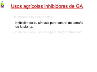 Usos agrícolas inhibidores de GA
-Inhibición cuaja en frutales.
- Inhibición de su síntesis para control de tamaño
de la planta.
- Inhibición de su síntesis para mejorar floración.
 