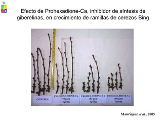 Efecto de Prohexadione-Ca, inhibidor de síntesis de
giberelinas, en crecimiento de ramillas de cerezos Bing
Manríquez et al., 2005
 