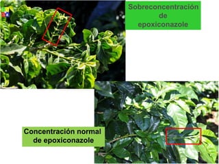 Sobreconcentración
de
epoxiconazole
Concentración normal
de epoxiconazole
 