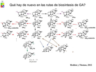 o
o
O C02H HO HO
GA:w·catabo te
/
HO
17- . HO OH
epoxide
-o H CO CH, ~·
OH
GA m thyl ster GA glucosyl esters CH H
HO CO
Qué hay de nuevo en las rutas de biosíntesis de GA?
o
..
.
o
H
l
i
'
º o
GA, 16 17-
dihydrodiol
Hedden y Thomas, 2012
 