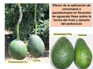 Paclobutrazol(1%)
Control
Control
Uniconazol (1%)
Efecto de la aplicación de
uniconazol o
paclobutrazol en floración
de aguacate Hass sobre la
forma del fruto y tamaño
del pedúnculo
 
