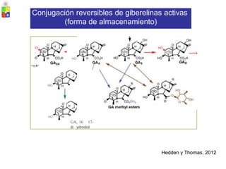 ite
C H
GA416
epo ide
CO
17- OH
GA glucosyl esters CH2
Hedden y Thomas, 2012
HO
~o l
/
HO
HO
GA, 16 17-
di ydrodiol
Conjugación reversibles de giberelinas activas
(forma de almacenamiento)
 