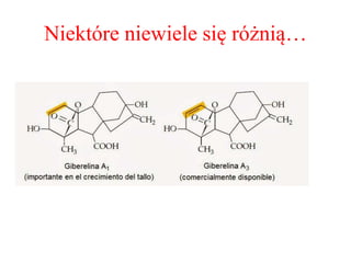 Niektóre niewiele się różnią…
 