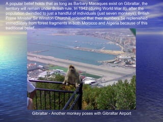 Gibraltar - Another monkey poses with Gibraltar Airport  A popular belief holds that as long as Barbary Macaques exist on Gibraltar, the territory will remain under British rule. In 1942 (during World War II), after the population dwindled to just a handful of individuals (just seven monkeys), British Prime Minister Sir Winston Churchill ordered that their numbers be replenished immediately from forest fragments in both Morocco and Algeria because of this traditional belief. 