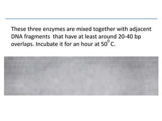 These three enzymes are mixed together with adjacent
DNA fragments that have at least around 20-40 bp
overlaps. Incubate it for an hour at 50
0
C.
 