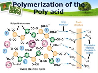 Polymerization of the
Poly acid
 
