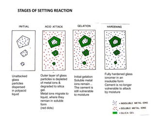 STAGES OF SETTING REACTION
Unattacked
glass
particles
dispersed
in polyacid
liquid
Outer layer of glass
particles is depleted
of metal ions &
degraded to silica
gel.
Metal ions migrate to
liquid, where they
remian in soluble
form
(red dots)
Initial gelation
Soluble metal
ions remain ..
The cement is
still vulnerable
to moisture
Fully hardened glass
ionomer in an
insoluble form
Cement is no longer
vulnerable to attack
by moisture
 