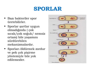 SPORLAR 
• Bazı bakteriler spor 
üretebilirler. 
• Sporlar şartlar uygun 
olmadığında ( çok 
sıcak/çok soğuk/ nemsiz 
ortam) bile yaşamını 
sürdürebilen 
mekanizmalardır. 
• Sporları öldürmek zordur 
ve pek çok pişirme 
yöntemiyle bile yok 
edilemezler. 
 