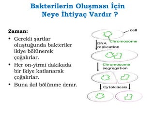 Bakterilerin Oluşması İçin 
Neye İhtiyaç Vardır ? 
Zaman: 
• Gerekli şartlar 
oluştuğunda bakteriler 
ikiye bölünerek 
çoğalırlar. 
• Her on-yirmi dakikada 
bir ikiye katlanarak 
çoğalırlar. 
• Buna ikil bölünme denir. 
 