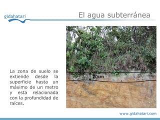 El agua subterránea




La zona de suelo se
extiende desde la          20cm
superficie hasta un
máximo de un metro
y esta relacionada
con la profundidad de
raíces.
 