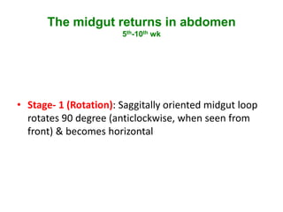 GI development embryology & Concept of Peritoneum | PPTX
