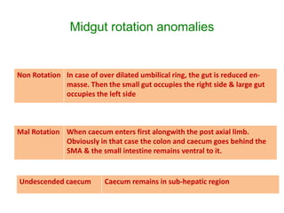 Midgut Rotation Embryo GI development embryology & Concept of Peritoneum | PPTX