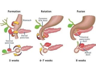 Gi Incurred Development Pattern GI development embryology & Concept of Peritoneum | PPTX