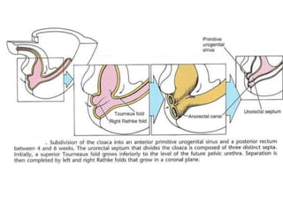 Gi Incurred Development Pattern GI development embryology & Concept of Peritoneum | PPTX