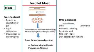 Bloat
Galacturonic acid increase rumen viscosity
Ribulose diphosphate carboxylase activity
Foam formation and gas trap
Rx: Sodium alkyl sulfonate
Poloxalene, Silicone
Urea poisoning
Urea Ammonia
Ammonia poisining
Rx: Acetic acid
NH3 + H+→ NH4+
(Not absorbed in rumen)
Bacterial Urease
Free Gas bloat
• Defects in
eructation of
gas
• Vagal
indigestion
• Obstruction in
oesophagous
Feed lot bloat
 