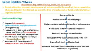 Gastric Dilatation-Volvulus
Deep-chested dogs and smaller dogs, the cat, and other species
 Gastric dilatation precedes development of volvulus and is the result of the accumulation
of gas and fluid in the stomach as a result either of mechanical or functional disturbances
in pyloric outflow
Stomach distends
Rotates about the distal esophagus
Displacement and occlusion of the pylorus and duodenum
Necrosis and perforation of the stomach wall
Peritonitis (common causes of death)
Obstruction of the caudal vena cava and portal vein
Hypovolemic shock and Septic shock
Myocardial depressant factor released by ischemic pancreas
Intravascular coagulopathy
Biochemical findings:
 Increased plasma gastrin
 Hyperkalemia and hyperphosphataemia
(Damaged tissue)
 Hypovolemia  decreased renal perfusion
 renal insufficiency -Increased BUN
and creatinine (even after decompression)
 Smooth muscle damage and hepatocytes
 Increased ALT and AST
 Venous stasis Tissue Hypoxia--
Increased CK and Lactic acid in blood
 