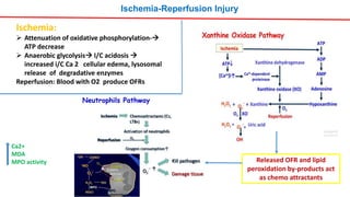 Ischemia-Reperfusion Injury
Released OFR and lipid
peroxidation by-products act
as chemo attractants
Ischemia:
 Attenuation of oxidative phosphorylation-
ATP decrease
 Anaerobic glycolysis I/C acidosis 
increased i/C Ca 2 cellular edema, lysosomal
release of degradative enzymes
Reperfusion: Blood with O2 produce OFRs
Ca2+
MDA
MPO activity
 