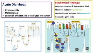 Acute Diarrheas
 Hyper motility
 Maldigestion
 Secretion of water and electrolytes into lumen
Biochemical Findings:
Hemoconcentration Hypovolemic shock
Metabolic acidosis: Hyperkalemia
Decreased renal perfusion  decreased H+
Increased organic acids
 