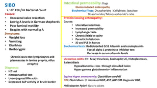 SIBO
> 105 CFU/ml Bacterial count
Causes:
• Ileocaecal valve resection
• Low Ig A levels in German shepherds
• Poor luminal motility
• Beagles with normal Ig A
Symptoms:
• Weight loss
• Vomiting
• Diarhhea
• Borborygmi
Chronic cases IBD (lymphocytes and
plasmacytes in lamina propria, villus
atrophy)
Diagnosis:
• H2 test
• Nitrosonapthol test
• Unconjugated Bile acids
• Decreased ALP activity of brush border
Intestinal permeability: Dogs
Gluten induced enteropathy
Biochemical Tests: Disaccharides : Cellobiose, lactulose
Disaccharides/ Monosaccharide's ratio
Protein loosing enteropathy:
Causes:
• Ulcerative intestines
• Increased permeability
• Lymphangectasia
• Chronic ileitis in swine
• Parasitic infestation
• JD and PLE in horses
Biochemical tests: Radiolabelled Cr51 Albumin and ceruloplasmin
Faecal alpha 1 proteinase inhibitor test
Decrease in serum albumin levels
Ulcerative colitis: Et: FeLV, tricuriasis, Eosinopilic UC, Histoplasmosis,
Balantidiasis
Hypoalbunemia –loss through denuded Colon
Hyper gamma globulenemia– Inflammation
Equine Hyper ammonemia: Clostridium sordelli
DPJ: Clostridium  Increased GGT, AST, ALP Diff diagnosis SISO
Helicobacter Pylori: Gastric ulcers
 