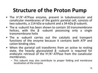 16
Structure of the Proton Pump
• The H+/K+-ATPase enzyme, present in tubulovesicular and
canalicular membranes of the gastric parietal cell, consists of
two subunits, a 114-kDa α-subunit and a 34-kDa β-subunit.
• The α -subunit has been shown to contain 10 transmembrane
helices, with the β -subunit possessing only a single
transmembrane helix
• The α -subunit carries out the catalytic and transport
functions of the enzyme because it contains both ATP and
cation binding sites
• When the parietal cell transforms from an active to resting
state, the heavily glycosylated β -subunit is required for
endocytic retrieval of the H+/K+-ATPase from the canalicular
membranes.
– This subunit may also contribute to proper folding and membrane
localization of the enzyme
 
