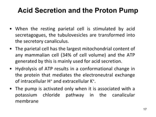 17
Acid Secretion and the Proton Pump
• When the resting parietal cell is stimulated by acid
secretagogues, the tubulovesicles are transformed into
the secretory canaliculus.
• The parietal cell has the largest mitochondrial content of
any mammalian cell (34% of cell volume) and the ATP
generated by this is mainly used for acid secretion.
• Hydrolysis of ATP results in a conformational change in
the protein that mediates the electroneutral exchange
of intracellular H+ and extracellular K+.
• The pump is activated only when it is associated with a
potassium chloride pathway in the canalicular
membrane
 