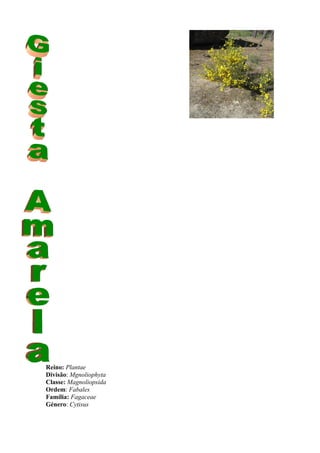 Reino: Plantae
Divisão: Mgnoliophyta
Classe: Magnoliopsida
Ordem: Fabales
Família: Fagaceae
Género: Cytisus
 