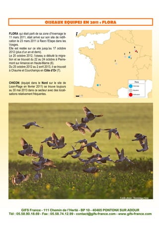 OISEAUX EQUIPES EN 2011 : FLORA
FLORA qui était parti de sa zone d’hivernage le
11 mars 2011, était arrivé sur son site de nidifi-
cation le 23 mars 2011 à Raon l’Etape dans les
Vosges.
Elle est restée sur ce site jusqu’au 17 octobre
2012 (plus d’un an et demi).
Le 20 octobre 2012, l’oiseau a débuté la migra-
tion et se trouvait du 22 au 24 octobre à Pierre-
mont sur Amance en Haute-Marne (6).
Du 25 octobre 2012 au 2 avril 2013, il se trouvait
à Chaume et Courchamps en Côte d’Or (7).
Crédit photo : Dominique Gest
CHICON (équipé dans le Nord sur le site de
Loon-Plage en février 2011) se trouve toujours
au 30 mai 2013 dans ce secteur avec des locali-
sations relativement fréquentes.
GIFS FranceGIFS FranceGIFS FranceGIFS France ---- 111 Chemin de l’Herté111 Chemin de l’Herté111 Chemin de l’Herté111 Chemin de l’Herté ---- BP 10BP 10BP 10BP 10 ---- 40465 PONTONX SUR ADOUR40465 PONTONX SUR ADOUR40465 PONTONX SUR ADOUR40465 PONTONX SUR ADOUR
Tél : 05.58.90.18.69Tél : 05.58.90.18.69Tél : 05.58.90.18.69Tél : 05.58.90.18.69 ---- Fax : 05.58.74.12.99Fax : 05.58.74.12.99Fax : 05.58.74.12.99Fax : 05.58.74.12.99 ---- contact@gifscontact@gifscontact@gifscontact@gifs----france.comfrance.comfrance.comfrance.com ---- www.gifswww.gifswww.gifswww.gifs----france.comfrance.comfrance.comfrance.com
 