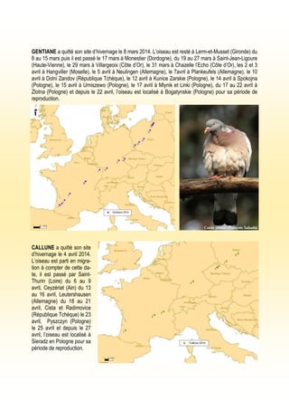 GENTIANE a quitté son site d’hivernage le 8 mars 2014. L’oiseau est resté à Lerm-et-Musset (Gironde) du
8 au 15 mars puis il est passé le 17 mars à Monestier (Dordogne), du 19 au 27 mars à Saint-Jean-Ligoure
(Haute-Vienne), le 29 mars à Villargeoix (Côte d’Or), le 31 mars à Chazelle l’Echo (Côte d’Or), les 2 et 3
avril à Hangviller (Moselle), le 5 avril à Neulingen (Allemagne), le 7avril à Plankeufels (Allemagne), le 10
avril à Dolni Zandov (République Tchèque), le 12 avril à Kunice Zarskie (Pologne), le 14 avril à Spokojna
(Pologne), le 15 avril à Urniszewo (Pologne), le 17 avril à Mlynik et Linki (Pologne), du 17 au 22 avril à
Zlotna (Pologne) et depuis le 22 avril, l’oiseau est localisé à Bogatynskie (Pologne) pour sa période de
reproduction.
Crédit photo : François Sabathé
CALLUNE a quitté son site
d’hivernage le 4 avril 2014.
L’oiseau est parti en migra-
tion à compter de cette da-
te, il est passé par Saint-
Thurin (Loire) du 6 au 9
avril, Ceyzériat (Ain) du 13
au 16 avril, Leutershausen
(Allemagne) du 18 au 21
avril, Cista et Radimovice
(République Tchèque) le 23
avril, Pyszczyn (Pologne)
le 25 avril et depuis le 27
avril, l’oiseau est localisé à
Sieradz en Pologne pour sa
période de reproduction.
 