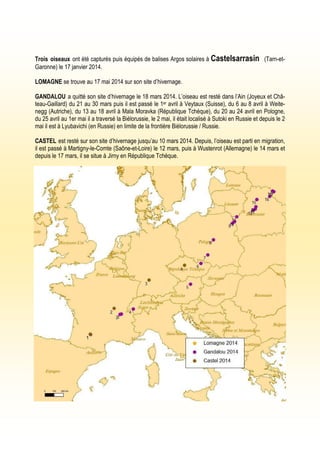 Trois oiseaux ont été capturés puis équipés de balises Argos solaires à Castelsarrasin (Tarn-et-
Garonne) le 17 janvier 2014.
LOMAGNE se trouve au 17 mai 2014 sur son site d’hivernage.
GANDALOU a quitté son site d’hivernage le 18 mars 2014. L’oiseau est resté dans l’Ain (Joyeux et Châ-
teau-Gaillard) du 21 au 30 mars puis il est passé le 1er avril à Veytaux (Suisse), du 6 au 8 avril à Weite-
negg (Autriche), du 13 au 18 avril à Mala Moravka (République Tchèque), du 20 au 24 avril en Pologne,
du 25 avril au 1er mai il a traversé la Biélorussie, le 2 mai, il était localisé à Sutoki en Russie et depuis le 2
mai il est à Lyubavichi (en Russie) en limite de la frontière Biélorussie / Russie.
CASTEL est resté sur son site d’hivernage jusqu’au 10 mars 2014. Depuis, l’oiseau est parti en migration,
il est passé à Martigny-le-Comte (Saône-et-Loire) le 12 mars, puis à Wustenrot (Allemagne) le 14 mars et
depuis le 17 mars, il se situe à Jirny en République Tchèque.
 