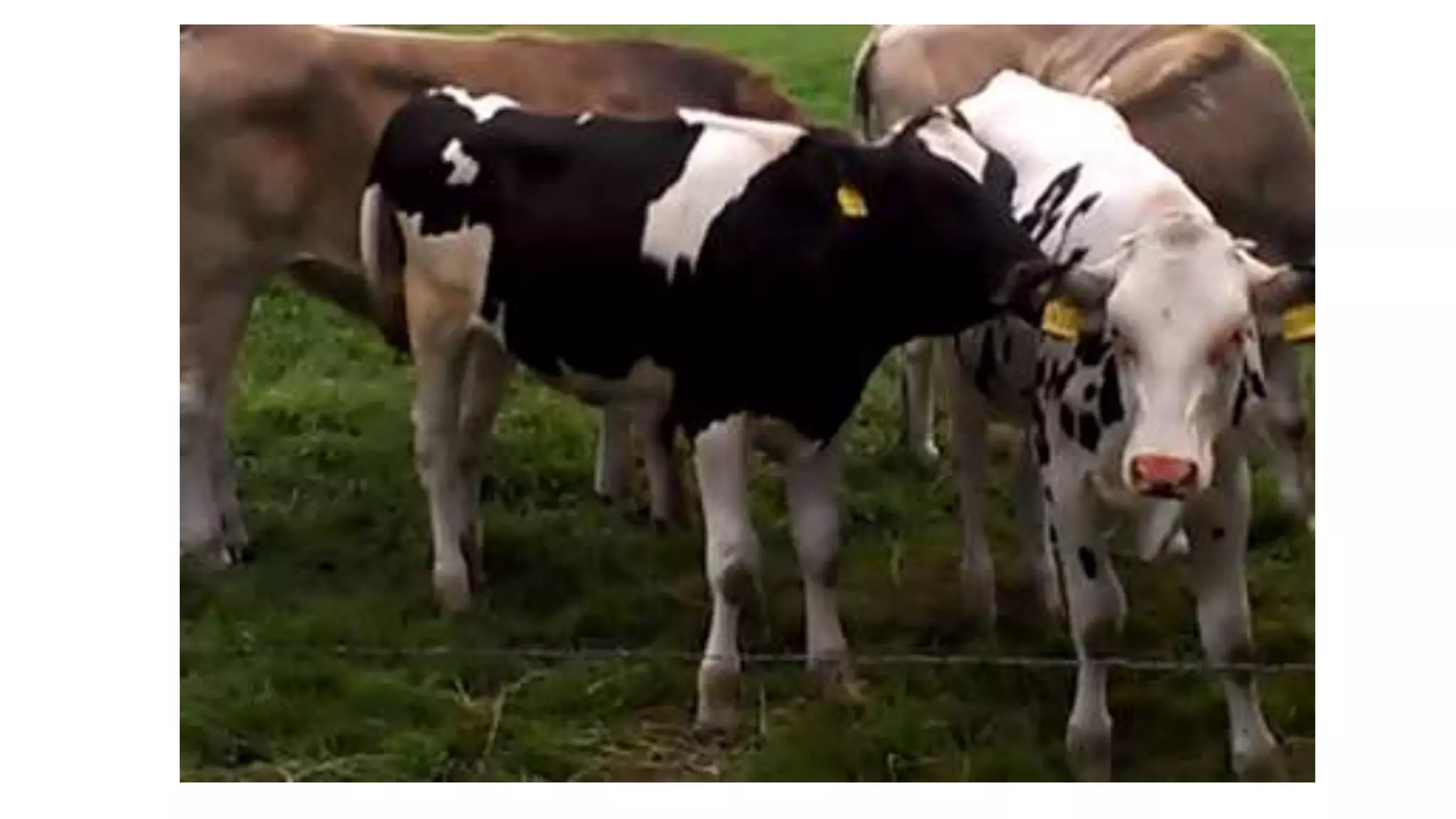 Gifs animals unit 3 | PPTX