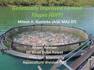 Genetically Improved Farmed
Tilapia (GIFT)
Mitesh H. Ramteke (AQC MA2 07)
Major Advisor
Dr. Kiran Dube Rawat
Principal Scientist
Aquaculture division CIFE
 