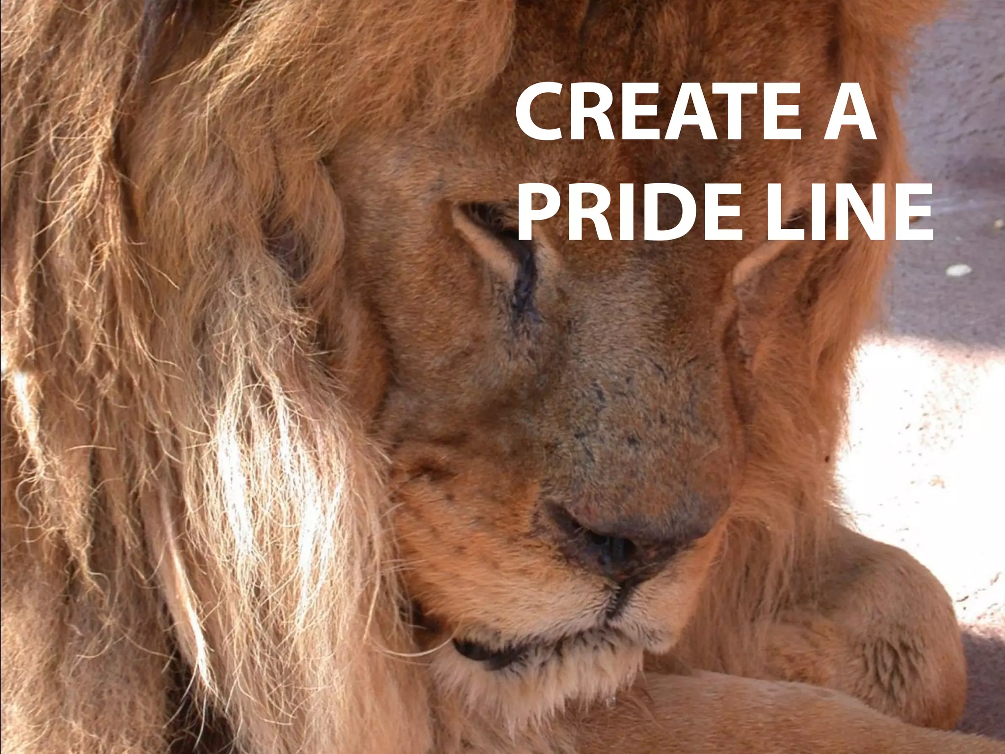 CREATE A
PRIDE LINE
 