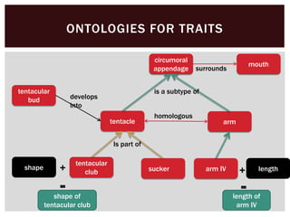 ONTOLOGIES FOR TRAITS
tentacle
tentacular
bud
circumoral
appendage
tentacular
club sucker
arm
develops
into
is a subtype of
Is part of
homologous
arm IV
mouth
surrounds
shape length++
=
shape of
tentacular club
=
length of
arm IV
 
