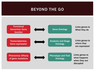 BEYOND THE GO
Functional
Genomics: Gene
function
Transcriptomics:
Gene expression
Phenomics: Effects
of gene mutations
Gene Ontology
Anatomy and Stage
Ontology
Phenotype and Trait
Ontology
Links genes to
What they do
Links genes to
where they
are expressed
Links genes to
what happens
when they are
disrupted
 
