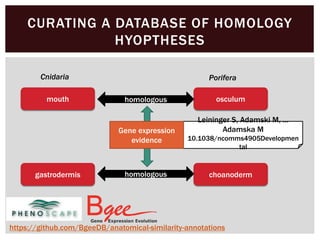 CURATING A DATABASE OF HOMOLOGY
HYOPTHESES
https://github.com/BgeeDB/anatomical-similarity-annotations
gastrodermis
mouth
choanoderm
osculumhomologous
homologous
Leininger S, Adamski M, …
Adamska M
10.1038/ncomms4905Developmen
tal
Gene expression
evidence
Cnidaria Porifera
 