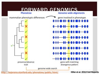 FORWARD GENOMICS
http://bejerano.stanford.edu/phenotree/public/html/ Hiller et al. 2012 Cell Reports
 