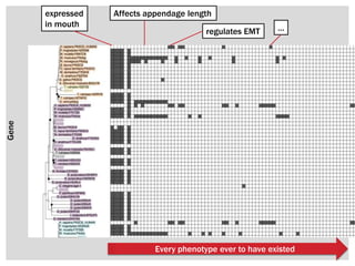 Gene
Every phenotype ever to have existed
expressed
in mouth
Affects appendage length
regulates EMT …
 