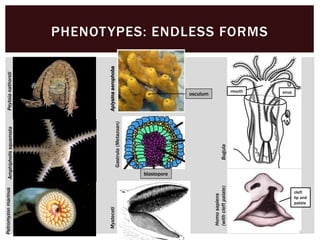 PHENOTYPES: ENDLESS FORMS
PeytoianathorstiAmphipholissquamataPetromyzonmarinus
Bugula
Homosapiens
(withcleftpalate)
MystecetiAplysinaaerophoba
Gastrula(Metazoan)
mouth anusosculum
blastopore
cleft
lip and
palate
 