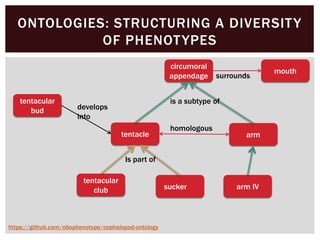 ONTOLOGIES: STRUCTURING A DIVERSITY
OF PHENOTYPES
tentacle
tentacular
bud
circumoral
appendage
tentacular
club sucker
arm
develops
into
is a subtype of
Is part of
homologous
arm IV
https://github.com/obophenotype/cephalopod-ontology
mouth
surrounds
 