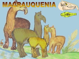 MACRAUQUENIA 