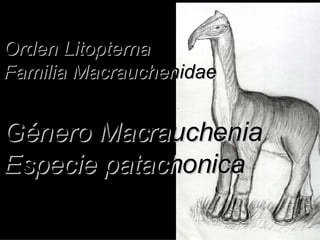 Orden Litopterna Familia Macrauchenidae Género Macrauchenia Especie patachonica 