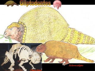 Gliptodontes Panochtus   Sclerocalipto 