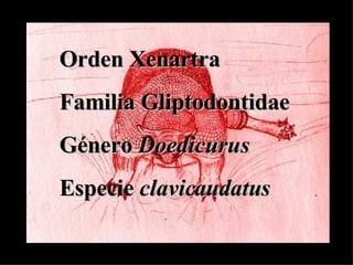 Orden Xenartra  Familia Gliptodontidae Género  Doedicurus Especie  clavicaudatus 