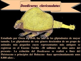 E studiado por Owen en 1840, fue uno de los gliptodontes de mayor tamaño. Los gliptodontes de este género descienden de un grupo de animales más pequeños cuyos representantes más antiguos se registran en el Eoceno Tardío –38 millones de años antes del presente– La extinción del  Doedicurus  se realizó a fines del Pleistoceno o principios del Holoceno –hace aproximadamente unos 8.000 años–.  Doedicurus  clavicaudatus 
