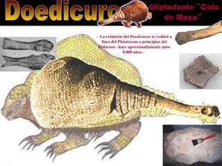 Doedicuro Gliptodonte ¨Cola de Maza¨  –  La extinción del  Doedicurus  se realizó a fines del Pleistoceno o principios del Holoceno –hace aproximadamente unos 8.000 años–.  