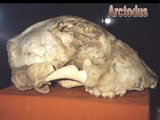 Arctodus 