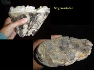Stegomastodon 